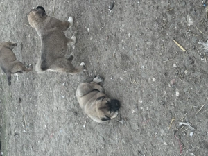 Kau-Kangal mix eladó - kép 5