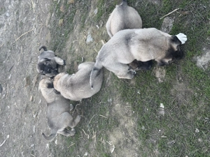 Kau-Kangal mix eladó - kép 4
