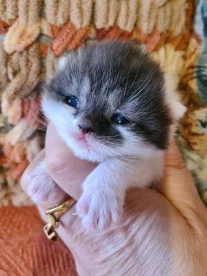 Törzskönyvezett szülőktől minőségi skót babák! - kép 3