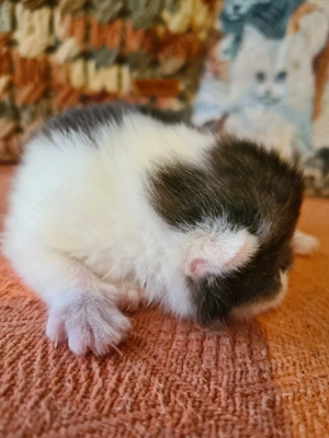 Törzskönyvezett szülőktől minőségi skót babák! - kép 4