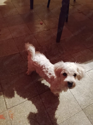 16 hetes máltai selyemszoru fiú kiskutya szerető gazdit keres - kép 2