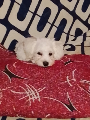 16 hetes máltai selyemszoru fiú kiskutya szerető gazdit keres