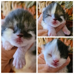 Törzskönyvezett szülőktől minőségi skót babák! - kép 2