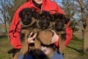 németjuhász kiskutya - kép 4