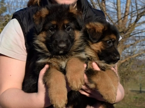 németjuhász kiskutya - kép 2