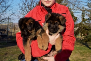 németjuhász kiskutya - kép 3