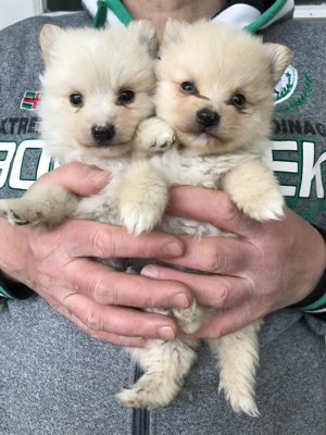 Eladók, foglalhatóak, tündéri Spicc, Spitz kiskutyák. Lányok és fiúk. - kép 3