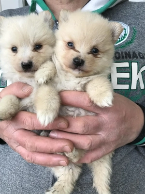 Eladók, foglalhatóak  tündéri Spicc, Spitz kutyusok! Lányok és fiúk!