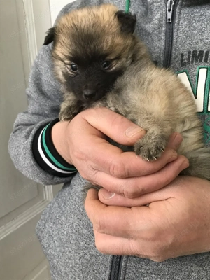 Eladók, foglalhatóak, tündéri Spicc, Spitz kiskutyák. Lányok és fiúk. - kép 2