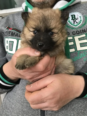 Eladók, foglalhatóak, tündéri Spicc, Spitz kiskutyák. Lányok és fiúk.