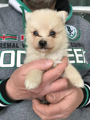 Eladók, foglalhatóak, tündéri Spicc, Spitz kiskutyák. Lányok és fiúk. - kép 4