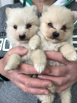 Eladók, foglalhatóak tündéri Spicc, Spitz kiskutyák! Lányok és fiúk! - kép 10