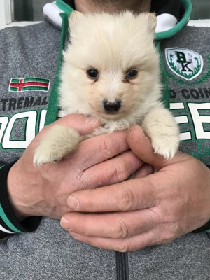 Eladók, foglalhatóak, tündéri Spicc, Spitz kiskutyák. Lányok és fiúk. - kép 9