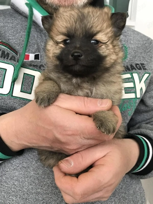 Eladók, foglalhatóak tündéri Spicc, Spitz kiskutyák! Lányok és fiúk! - kép 13