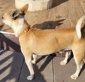 Csivava fedez - kép 2