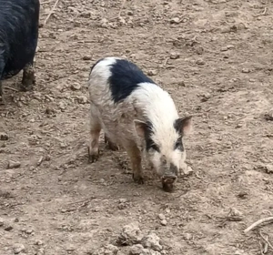 csüngőhasú nőstény 7 hónapos malacok - kép 3