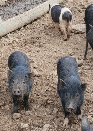 csüngőhasú nőstény 7 hónapos malacok - kép 2