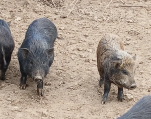csüngőhasú nőstény 7 hónapos malacok