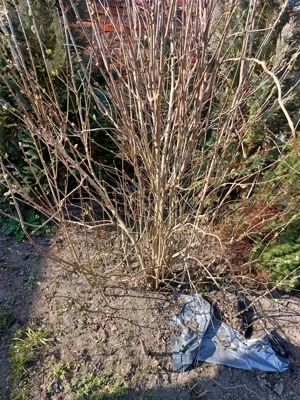 Ingyen elvihetö Orgona bokrok - kép 2