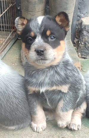 Ausztrál Cattle Dog kiskutyák - kép 2