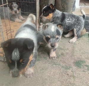 Ausztrál Cattle Dog kiskutyák - kép 3