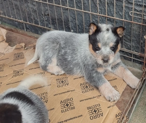 Ausztrál Cattle Dog kiskutyák