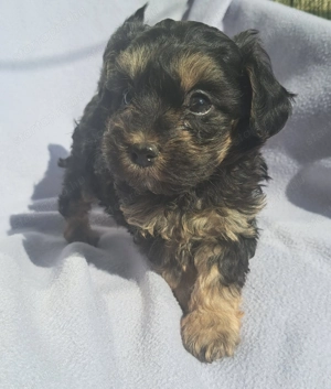 Havanese kislány keresi új családj t!