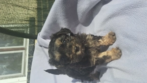 Havanese kislány keresi családját!