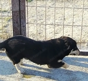 Jászladányi ebrendészeti telep gazdakeresői - kép 6