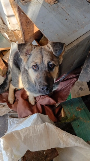 Kölyök kutya  - kép 2