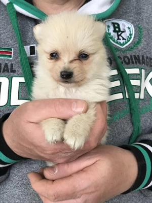 Eladók, foglalhatóak, tündéri Spicc, Spitz kiskutyák. Lányok és fiúk. - kép 7