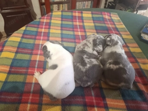 Francia bulldog kis kutyák - kép 4