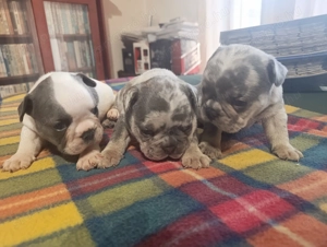 Francia bulldog kis kutyák - kép 3