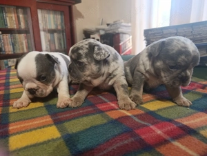 Francia bulldog kis kutyák - kép 2