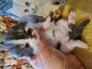 Törzskönyvezett szülőktől minőségi skót babák! - kép 5