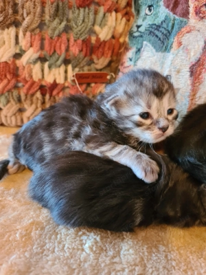 Törzskönyvezett szülőktől Maine Coon babyk foglalhatók!