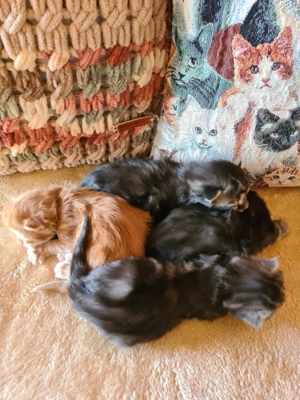 Törzskönyvezett szülőktől Maine Coon babyk foglalhatók! - kép 7