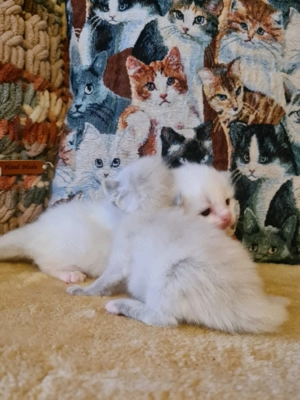 Törzskönyvezett szülőktől Ragdoll babyk foglalhatók! - kép 5