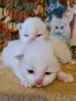 Törzskönyvezett szülőktől Ragdoll babyk foglalhatók! - kép 2