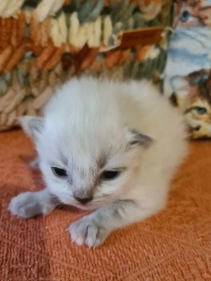 Törzskönyvezett szülőktől Ragdoll babyk foglalhatók! - kép 4