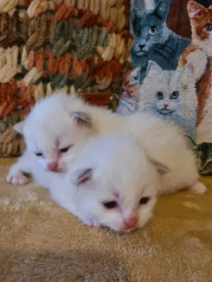 Törzskönyvezett szülőktől Ragdoll babyk foglalhatók! - kép 3