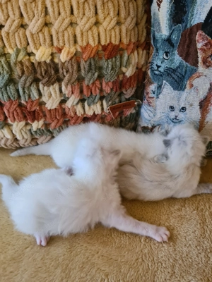 Törzskönyvezett szülőktől Ragdoll babyk foglalhatók! - kép 7