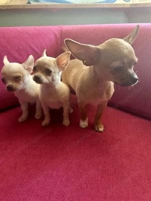 Három apró szív keresi az álomgazdit!  - kép 2