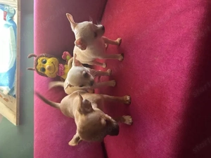 Három apró szív keresi az álomgazdit!  - kép 5