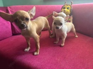 Három apró szív keresi az álomgazdit!  - kép 3