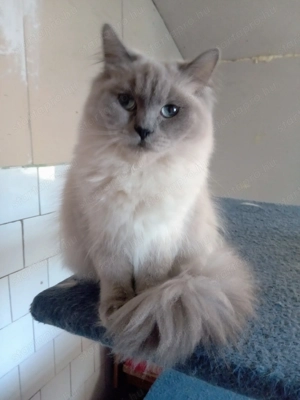 Eladó ragdoll lány cica 