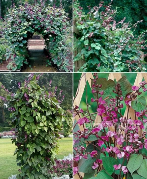 Futó illatos Jácintbabehető - kép 4