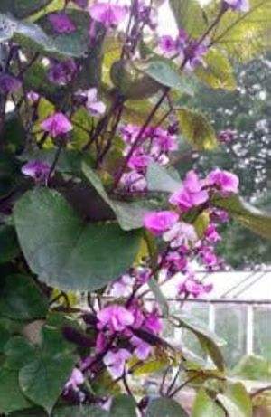 Futó illatos Jácintbabehető - kép 2