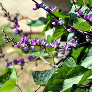 Futó illatos Jácintbabehető - kép 6