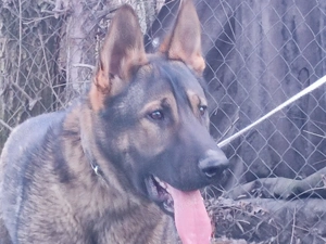 Németjuhász, német juhász - kép 8